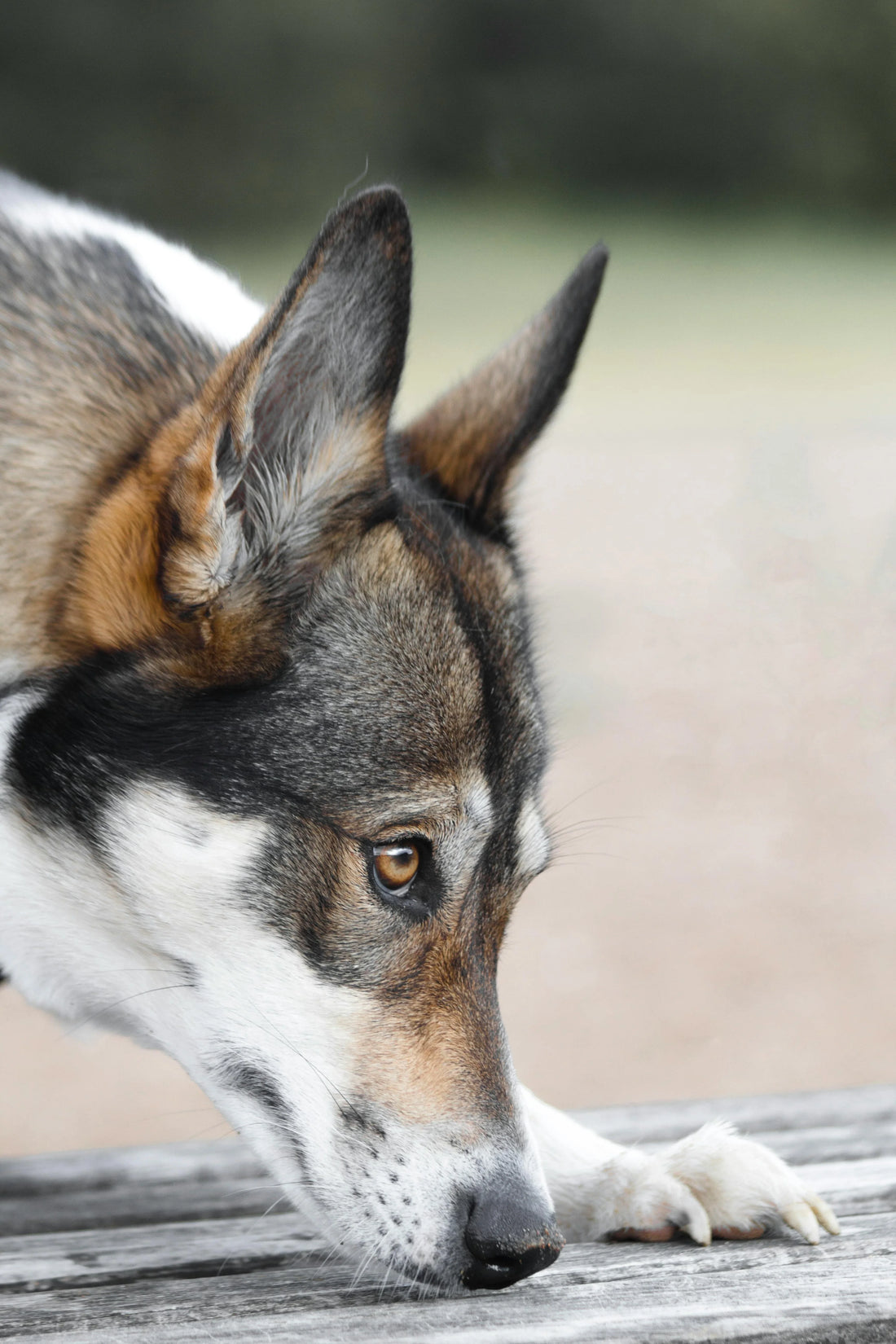 Chien loup : dangereux ou adoptable ? Tout savoir avant de craquer